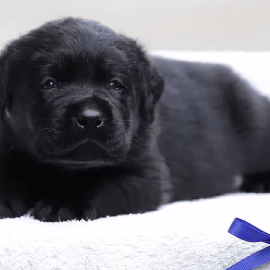 Labrador Retriever Girl Puppy for Sale in Austin, TX
