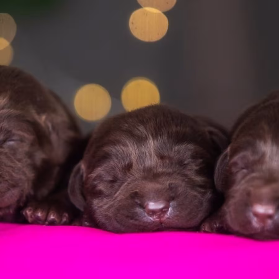 Labrador Puppies, 2 Boys, 1 Girl for Sale in Minneapolis, MN