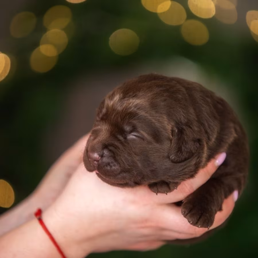 Labrador Puppies, 2 Boys, 1 Girl for Sale in Minneapolis, MN