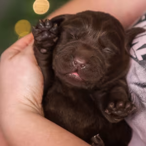 Labrador Puppies, 2 Boys, 1 Girl for Sale in Minneapolis, MN