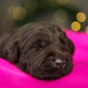 Labrador Puppies, 2 Boys, 1 Girl for Sale in Minneapolis, MN