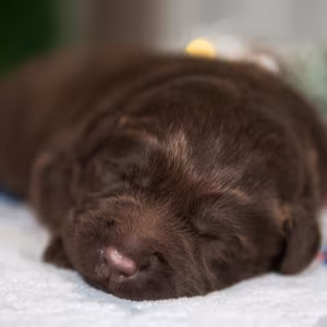 Labrador Puppies, 2 Boys, 1 Girl for Sale in Minneapolis, MN