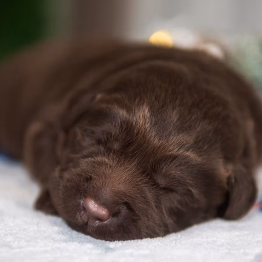 Labrador Puppies, 2 Boys, 1 Girl for Sale in Minneapolis, MN