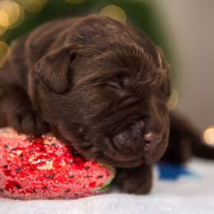 Labrador Puppies, 2 Boys, 1 Girl for Sale in Minneapolis, MN
