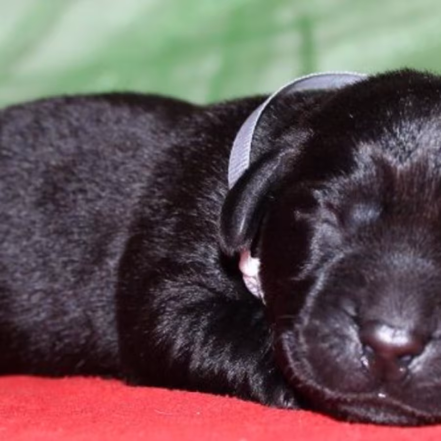 Labrador Puppies for Reservation in Dallas, TX