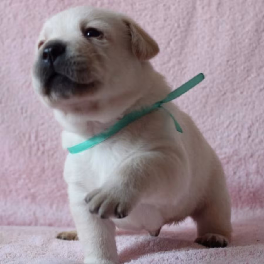 Labrador Puppies for Reservation in Dallas, TX