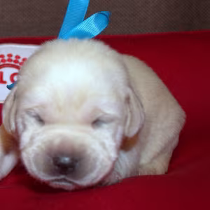 Labrador Puppies for Reservation in Dallas, TX