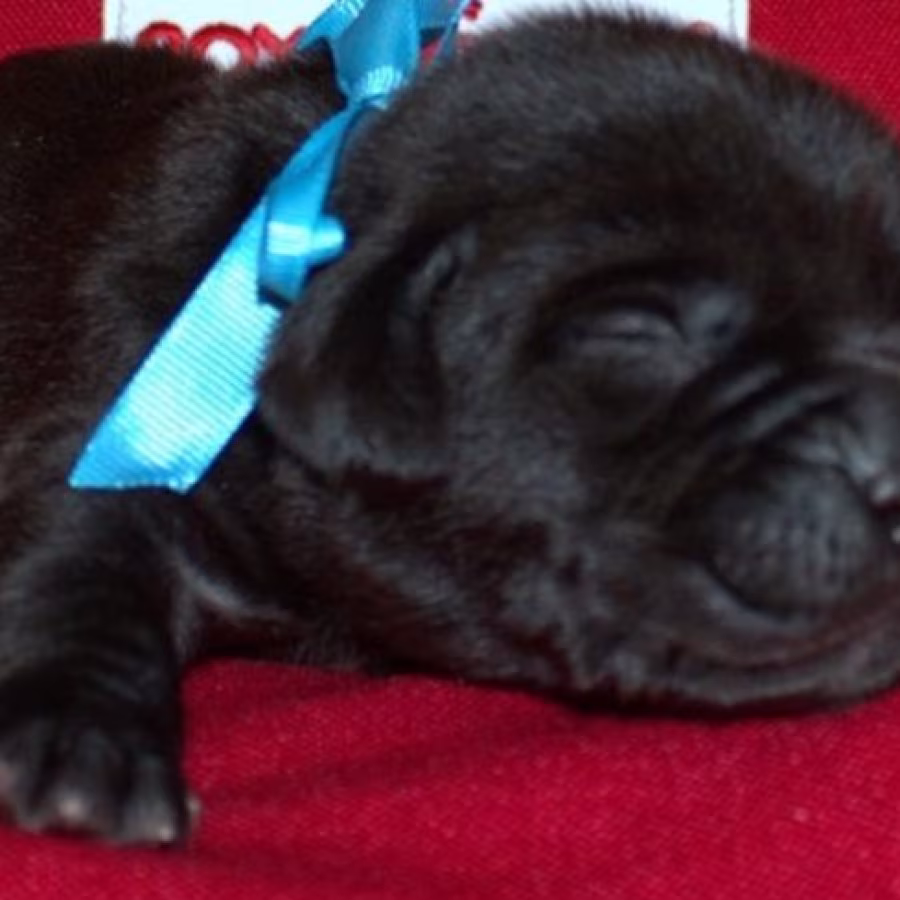 Labrador Puppies for Reservation in Dallas, TX