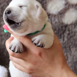 Labrador Puppies for Reservation in Dallas, TX