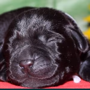 Labrador Puppies for Reservation in Dallas, TX