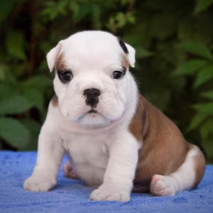 English Bulldog Puppy for Sale in Washington, DC