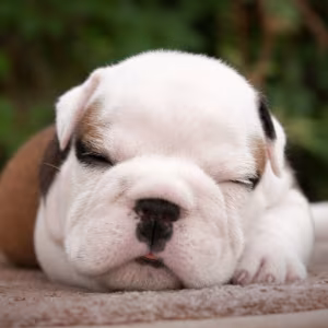 English Bulldog Puppy for Sale in Washington, DC