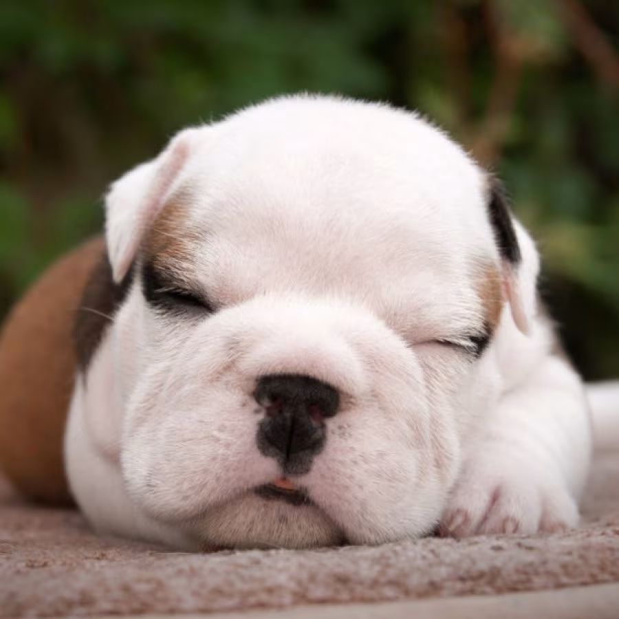 English Bulldog Puppy for Sale in Washington, DC