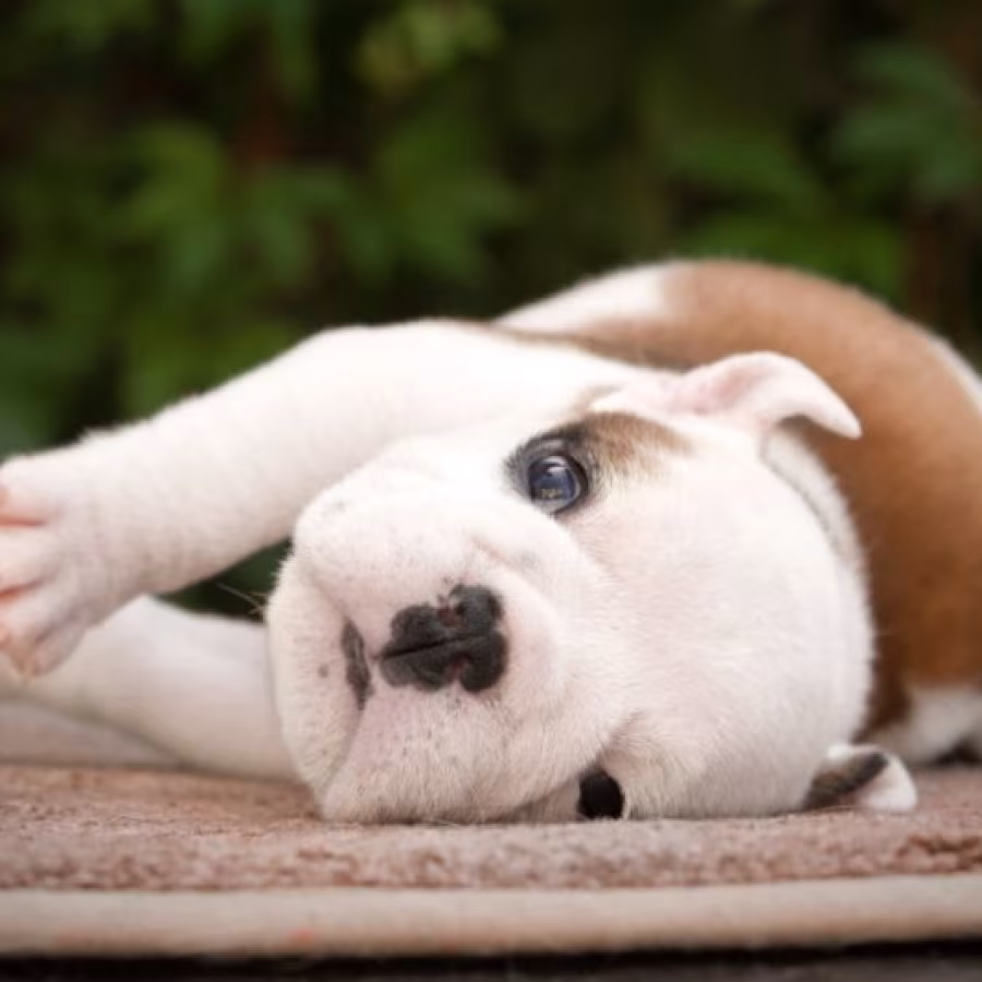 English Bulldog Puppy for Sale in Washington, DC