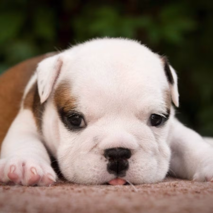 English Bulldog Puppy for Sale in Washington, DC