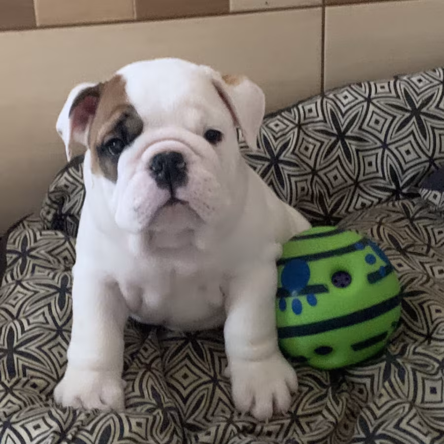 2 English Bulldog Girls for Sale in Miami, FL