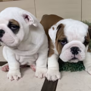 2 English Bulldog Girls for Sale in Miami, FL