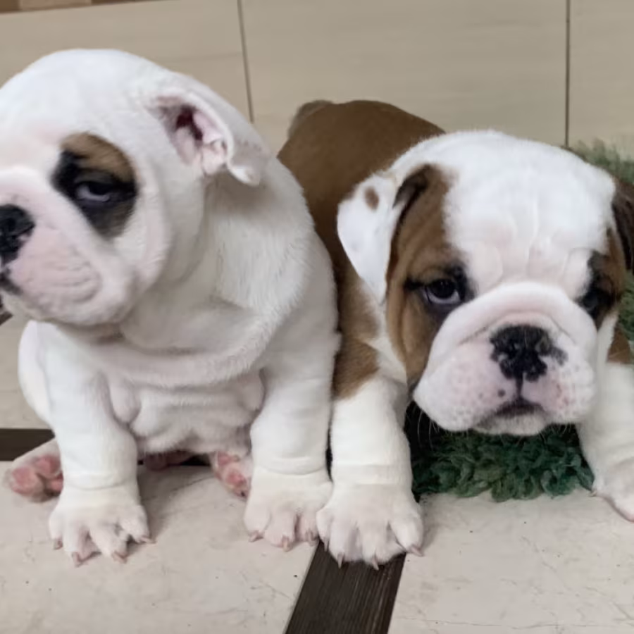 2 English Bulldog Girls for Sale in Miami, FL