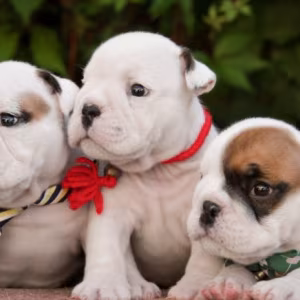 English Bulldog Puppies, 2 Boys and 2 Girls for Sale in Denver, CO
