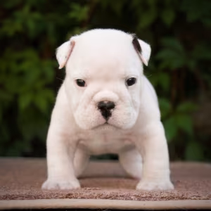 English Bulldog Puppies, 2 Boys and 2 Girls for Sale in Denver, CO