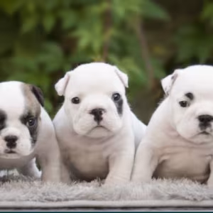English Bulldog Puppies, 2 Boys and 2 Girls for Sale in Denver, CO