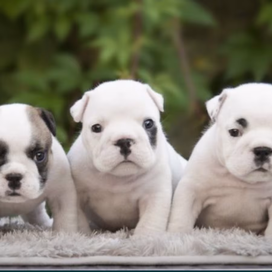 English Bulldog Puppies, 2 Boys and 2 Girls for Sale in Denver, CO