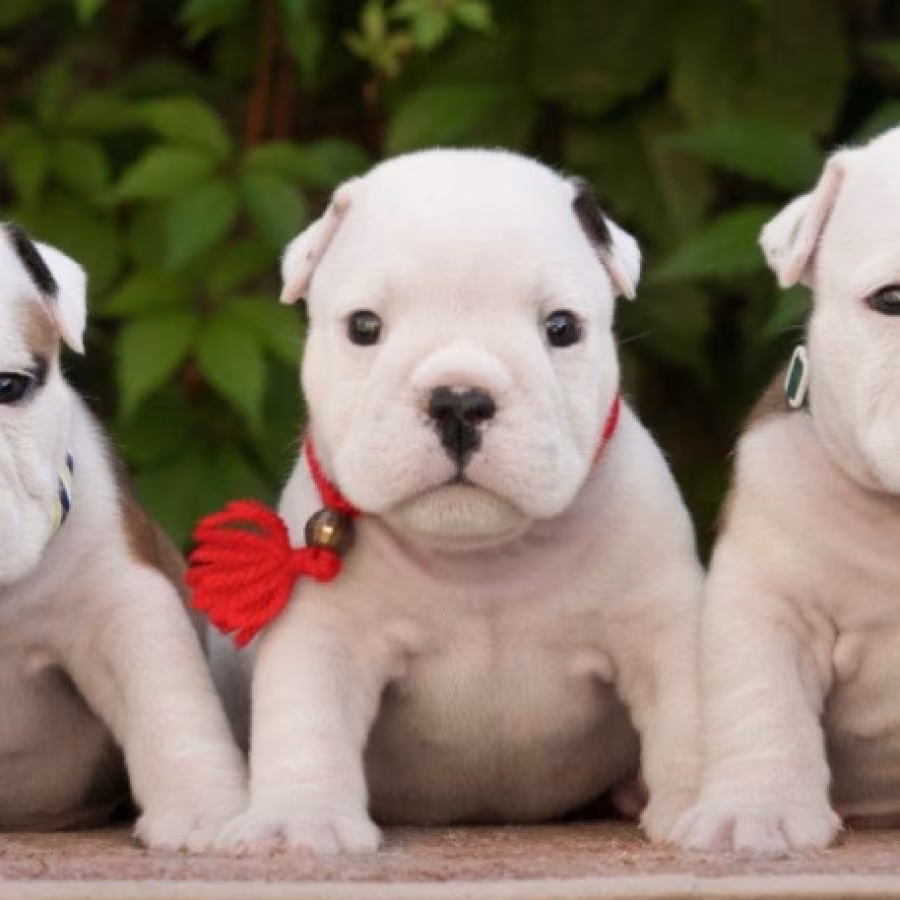 English Bulldog Puppies, 2 Boys and 2 Girls for Sale in Denver, CO