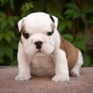 English Bulldog Puppies, 2 Boys and 2 Girls for Sale in Denver, CO