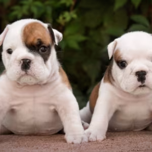 English Bulldog Puppies, 2 Boys and 2 Girls for Sale in Denver, CO