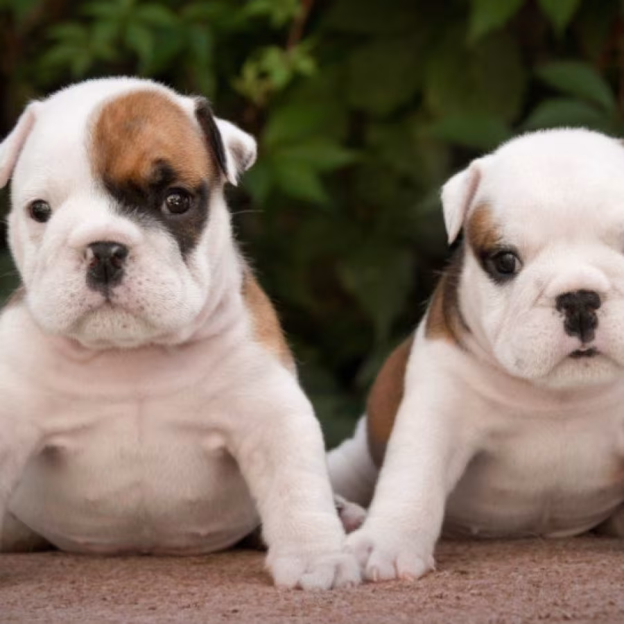 English Bulldog Puppies, 2 Boys and 2 Girls for Sale in Denver, CO