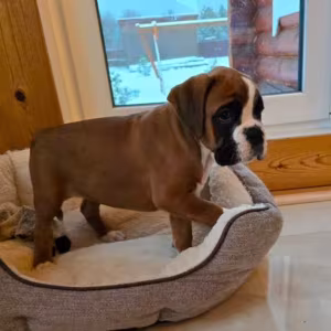 Boxer Puppy for Sale in Bronx, NY