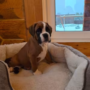 Boxer Puppy for Sale in Bronx, NY