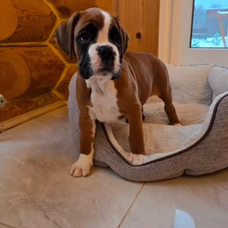 Boxer Puppy for Sale in Bronx, NY