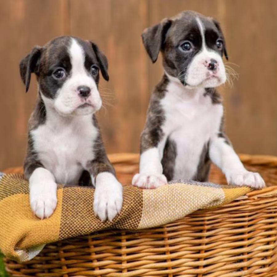 Boxer Puppies, 2 Girls for Sale in San Diego, CA