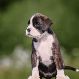 Boxer Puppies, 2 Girls for Sale in San Diego, CA