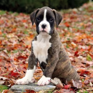 Boxer Puppies, 2 Girls for Sale in San Diego, CA