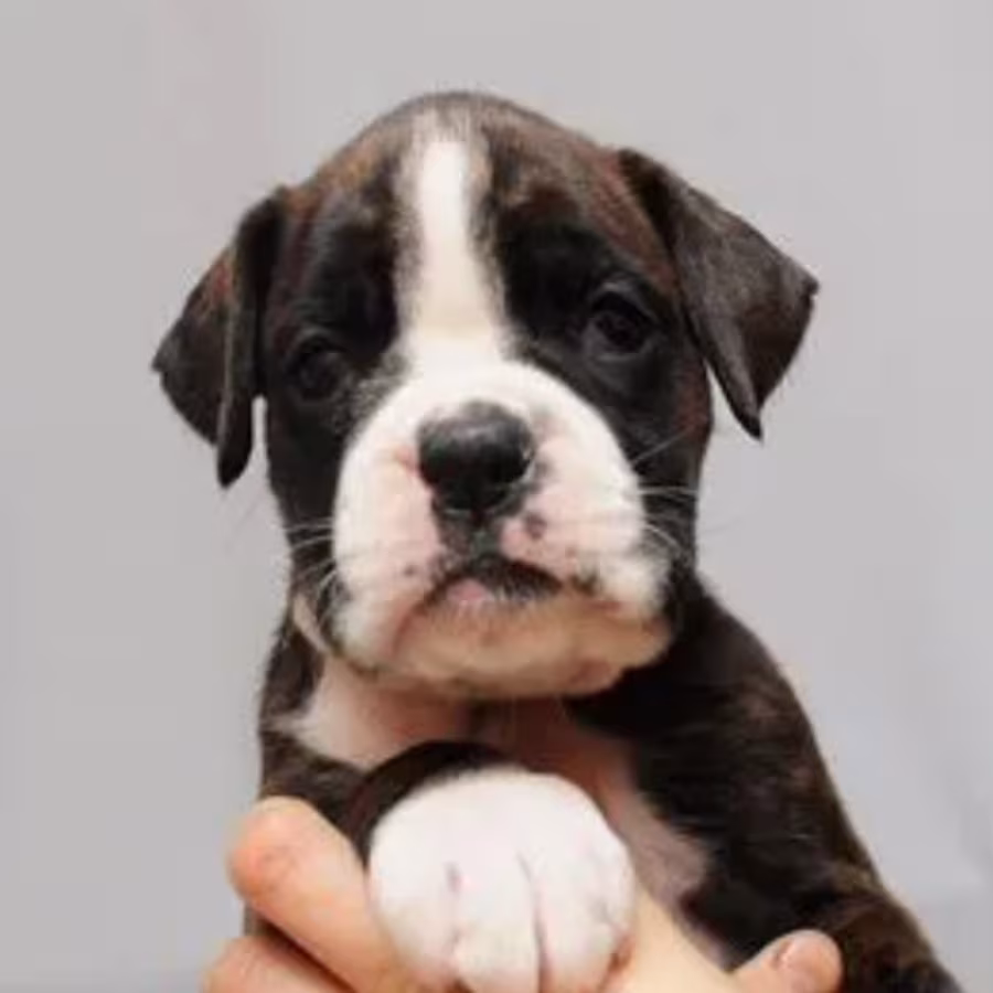 Boxer Puppies, 2 Girls for Sale in San Diego, CA