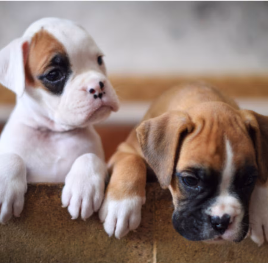 Boxer Puppies, Boys and Girls for Sale in Phoenix, AZ