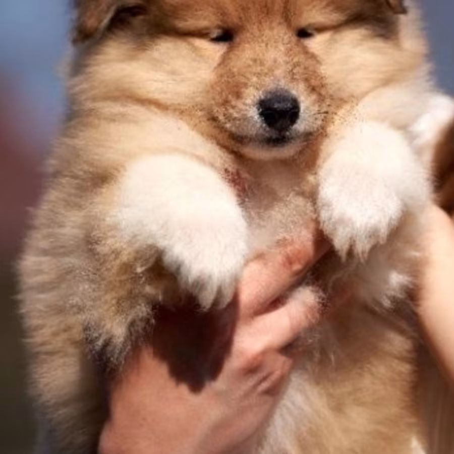 Wonderful Collie Puppies, Beautiful and Unique for Sale in Austin, TX