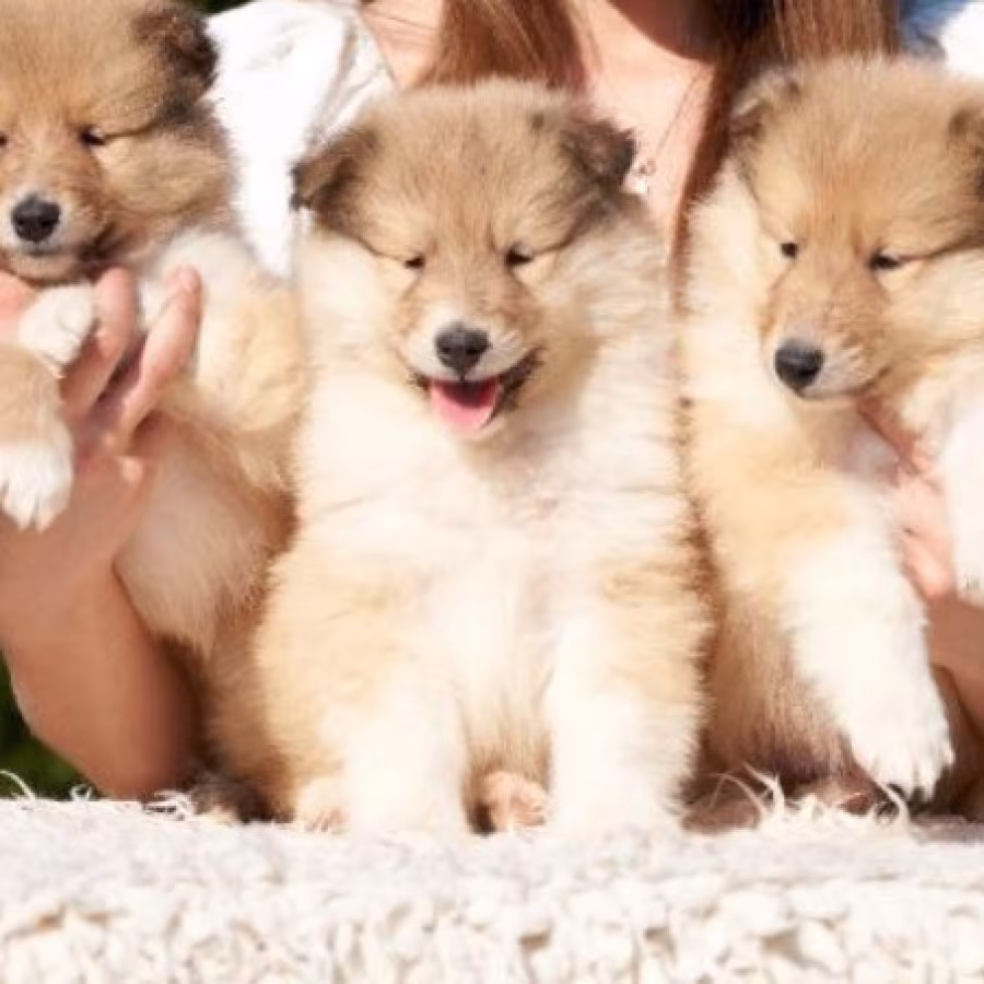 Wonderful Collie Puppies, Beautiful and Unique for Sale in Austin, TX