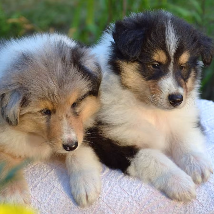 Wonderful Companions Collie Puppies for Sale in Denver, CO