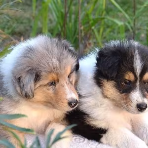 Wonderful Companions Collie Puppies for Sale in Denver, CO