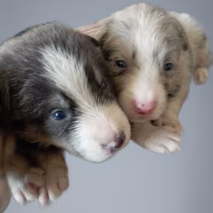 Three Collie Puppies for Sale Call Now in Dublin, OH