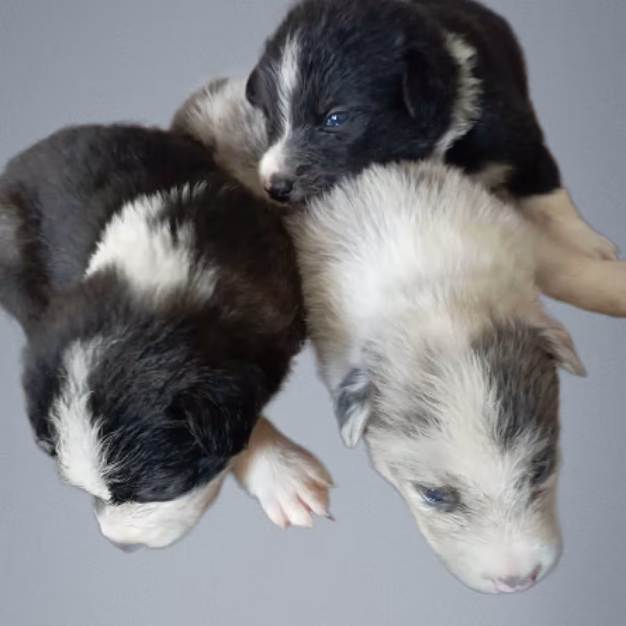 Three Collie Puppies for Sale Call Now in Dublin, OH