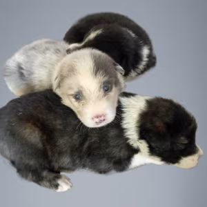 Three Collie Puppies for Sale Call Now in Dublin, OH