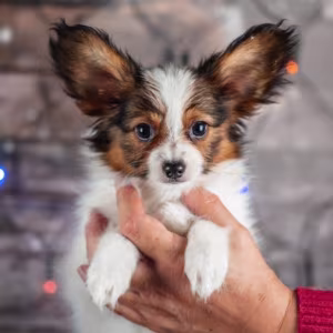 Papillon Puppies for Sale in Rapid City, SD