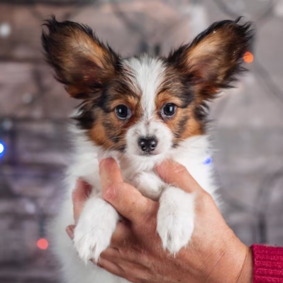 Papillon Puppies for Sale in Rapid City, SD