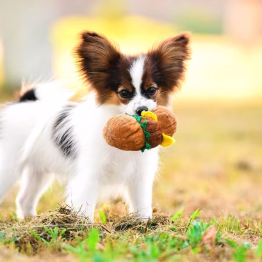 Papillon Puppies for Sale in Rapid City, SD