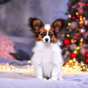 Papillon Puppies for Sale in Rapid City, SD