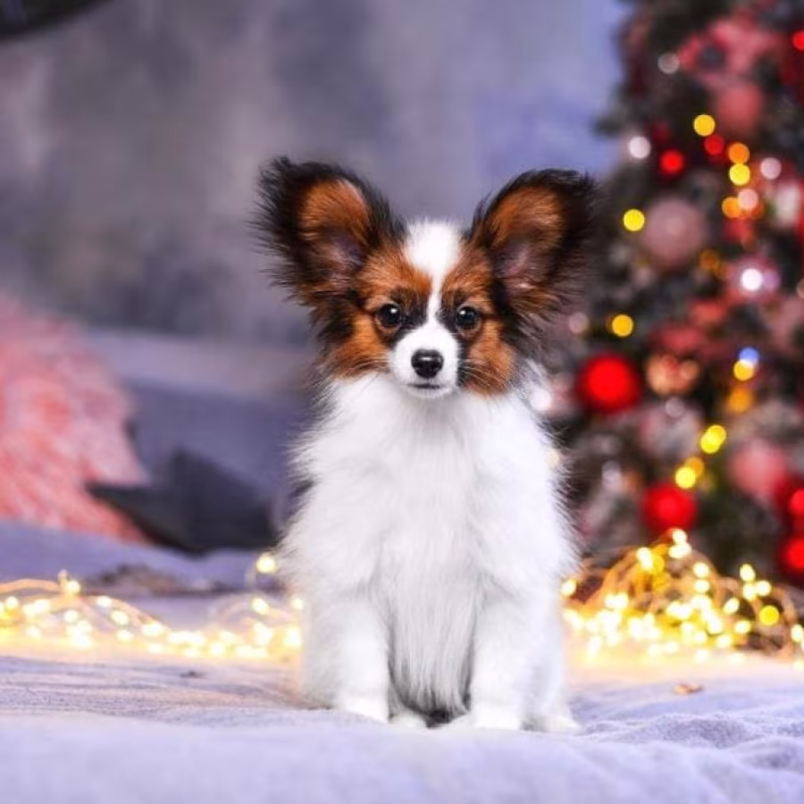 Papillon Puppies for Sale in Rapid City, SD
